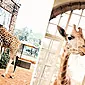 Quiere ir allí: un hotel donde se puede desayunar con una jirafa