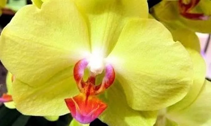 Orkidétransplantasjon hjemme