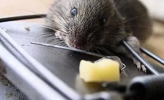 איך לתפוס עכבר בדירה?