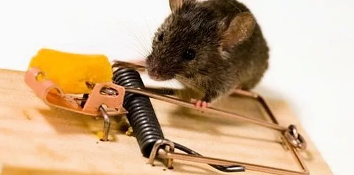 Hvordan fange en mus i en leilighet?