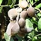 Sophora japonica: ang paggamit sa tanum sa medisina ug kosmetolohiya
