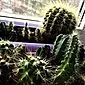 Ang cacti sa balay: mga tip alang sa pag-atiman sa usa ka prickly gwapo nga tawo