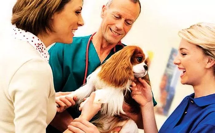 Behandling av kjæledyret ditt: antibiotika for hunder