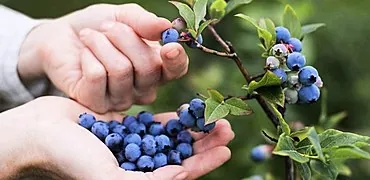 Pangsit dengan blueberry: berbagai resep dan kehalusan dalam masakan