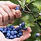 Ladu dengan blueberry: pelbagai resipi dan kehalusan dalam memasak