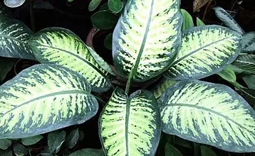 How to care for dieffenbachia at home?