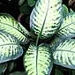 How to care for dieffenbachia at home?