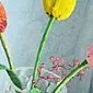 Zroszony tulipan: najbardziej zrozumiała i dostępna klasa mistrzowska