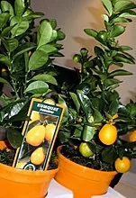 Kumquat: semua tentang oranye emas dan khasiatnya yang menakjubkan
