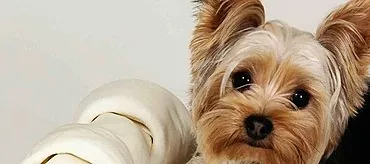 کوچک و خوب: بهترین نژادهای کوچک سگ برای آپارتمان ها