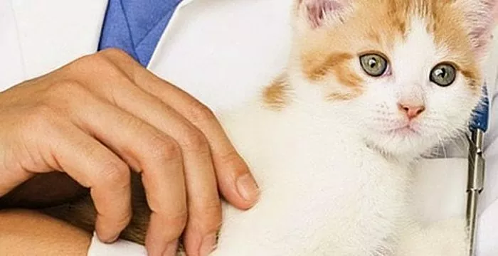 Kami merawat anak kucing untuk sembelit: menormalkan aktiviti usus