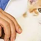 Kami merawat anak kucing untuk sembelit: menormalkan aktiviti usus