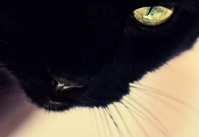 Ko simbolizē melnais kaķis, kurš apmeklēja sapni?