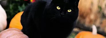 Ko simbolizē melnais kaķis, kurš apmeklēja sapni?