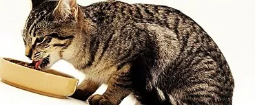 Ulcerøs stomatitt hos katter