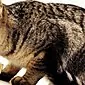 סטומטיטיס כיבית אצל חתולים