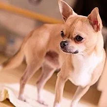 چه چیزی را باید سگ Chihuahua نامید؟