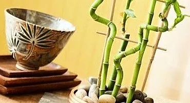 Bambus: ladná rastlina s posvätnou silou