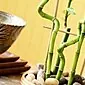 Bambu: en graciös växt med helig kraft
