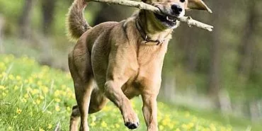 Can a dog be taught to bring a stick?