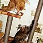 איך מכינים בית לחתול מחומרי גרוטאות: מדריך שלב אחר שלב