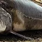 Beluga değerli bir taze deniz balığıdır