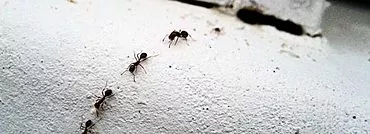 Korjaus talon muurahaisille: miten päästä eroon kutsumattomista vieraista?