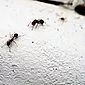 Rettsmiddel for maur i huset: hvordan bli kvitt ubudne gjester?