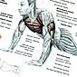 Push-up di bahu: ayunkan otot deltoid
