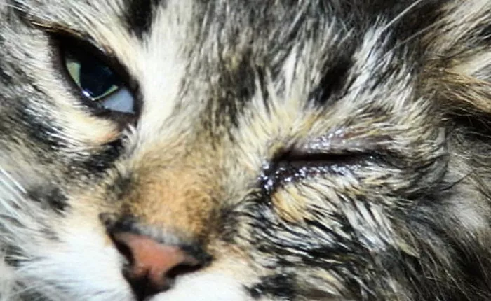 Kucing mempunyai mata berair: penyebab penyakit dan rawatannya