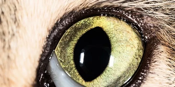 Kucing mempunyai mata berair: penyebab penyakit dan rawatannya
