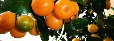 Como fazer crescer uma tangerina a partir de uma pedra em casa?