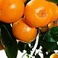 Hvordan dyrke en mandarin fra en stein hjemme?