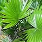 Liviston palm