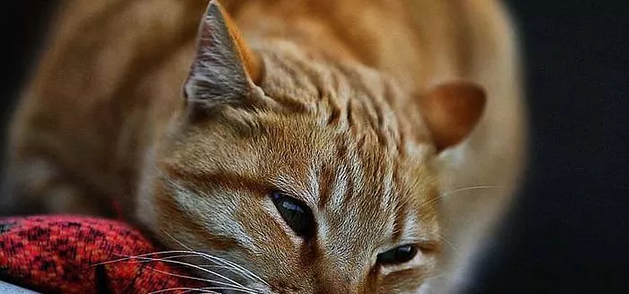 Quais são as causas e o tratamento do sangue na urina em gatos?