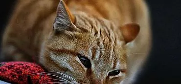 دلایل و درمان خون در ادرار در گربه ها چیست؟