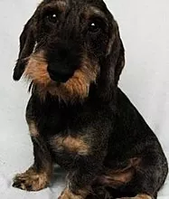 Wire-haired dachshund: din lojale venn og hjelper på jakt