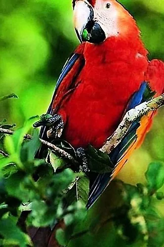 Perroquets rouges - espèces, nourriture et mode de vie