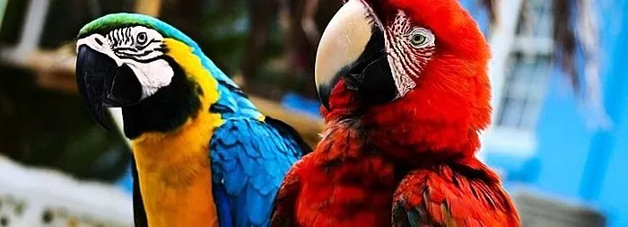 Perroquets rouges - espèces, nourriture et mode de vie
