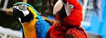 Pula nga mga parrot - species, pagkaon ug lifestyle