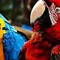 Røde papegøyer - arter, mat og livsstil
