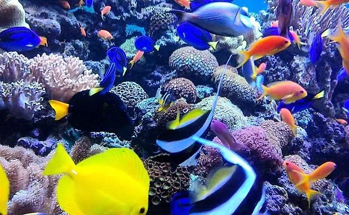 Hobby - marint akvarium