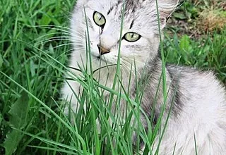 איזה דשא אוכלים חתולים, איך מגדלים אותו בבית