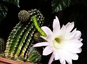 Règles de transplantation de cactus et de plantes succulentes