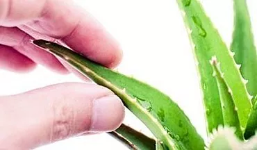 Aloe vera: kung giunsa kini maayo nga pag-atiman
