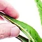 Aloe vera: comment bien en prendre soin