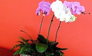 Peraturan dan ciri merawat orkid phalaenopsis