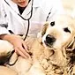 سلولیت خردسال در توله سگ: علل ، علائم ، درمان