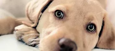 پانکراتیت در سگ ها: علل ، علائم ، درمان