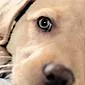 پانکراتیت در سگ ها: علل ، علائم ، درمان